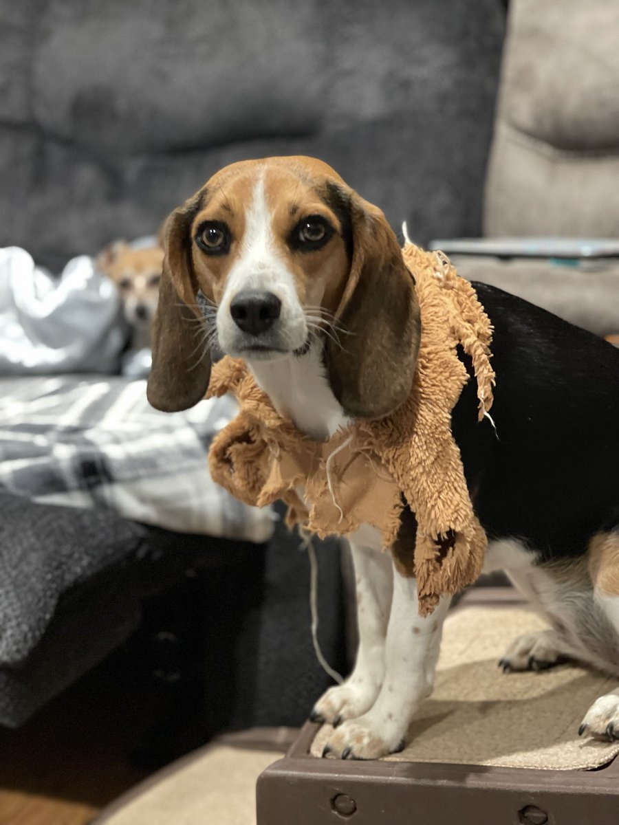 cack1229's tweet image. Happy #NationalBeagleDay to all the #beagle lovers out there! #beaglefacts We love them despite, or maybe because of, their naughty behavior 🤭