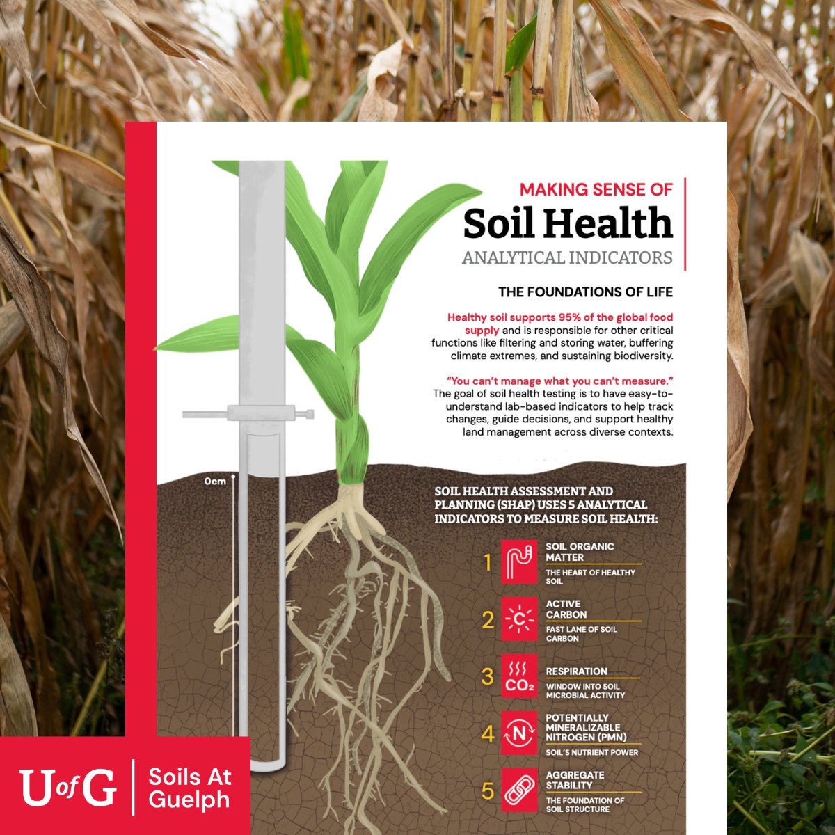 SOILS AT GUELPH tweet media