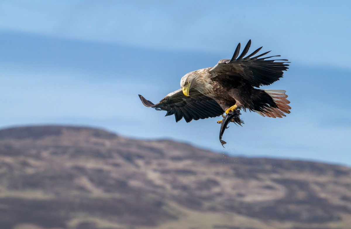 Les Cater Wildlife photographer tweet media