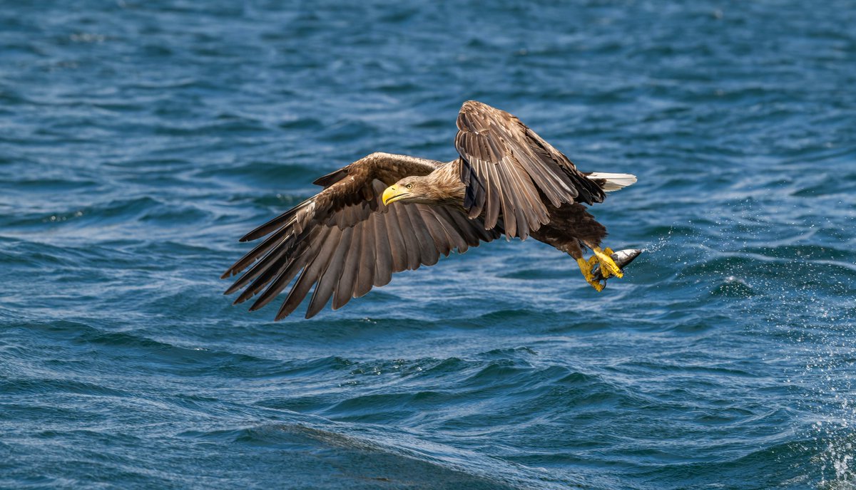 Les Cater Wildlife photographer tweet media