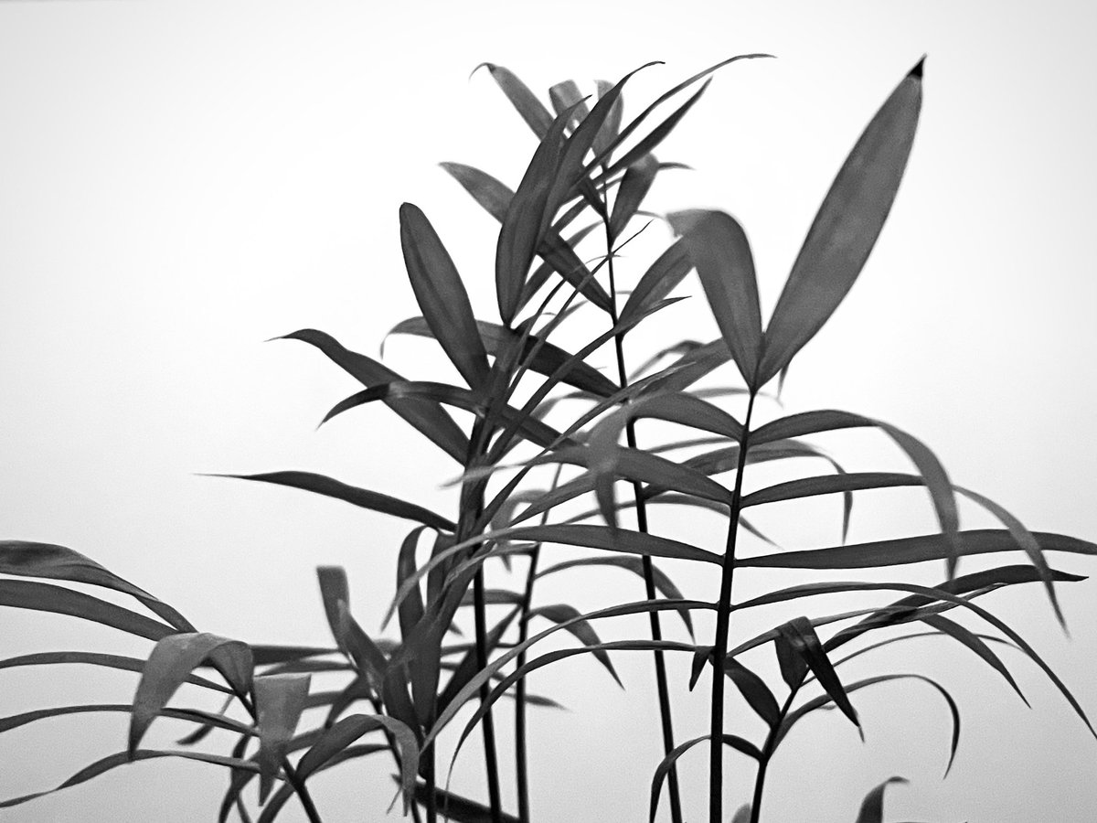 RichMonochrome's tweet image. Leaf Lines #blackandwhite #monochrome