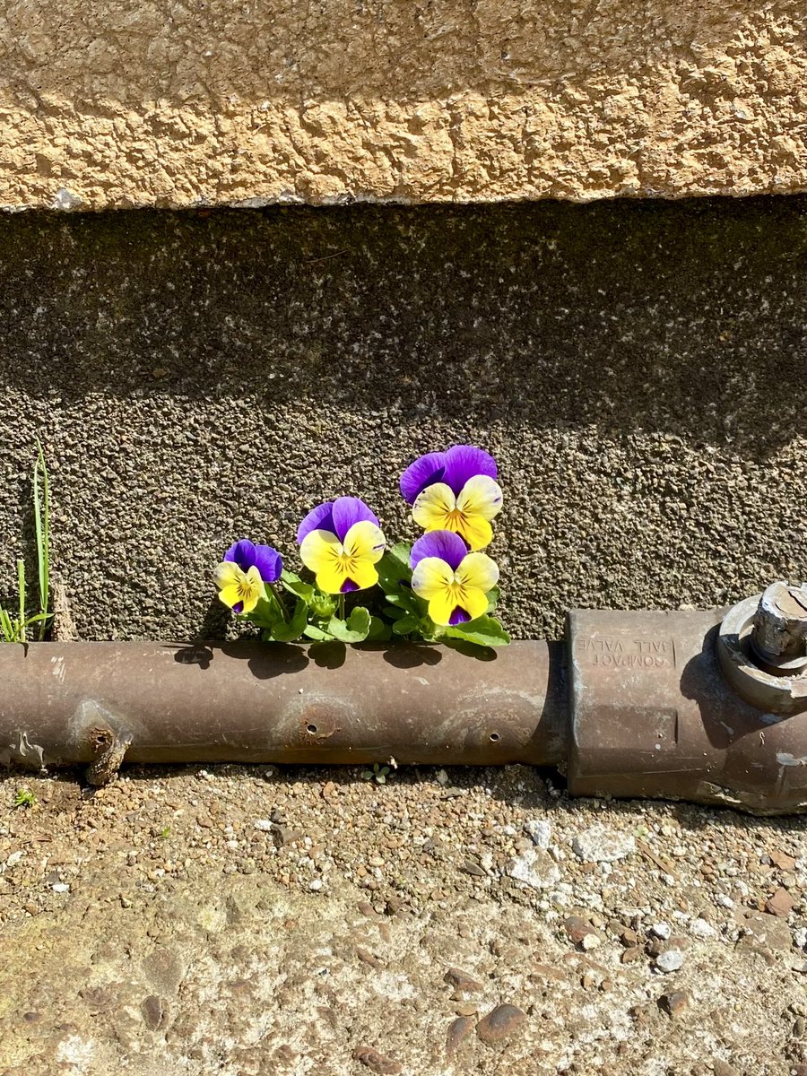 ハゲちゃんぴんフジタ♡ニコカコ( ◠‿◠ ) tweet media