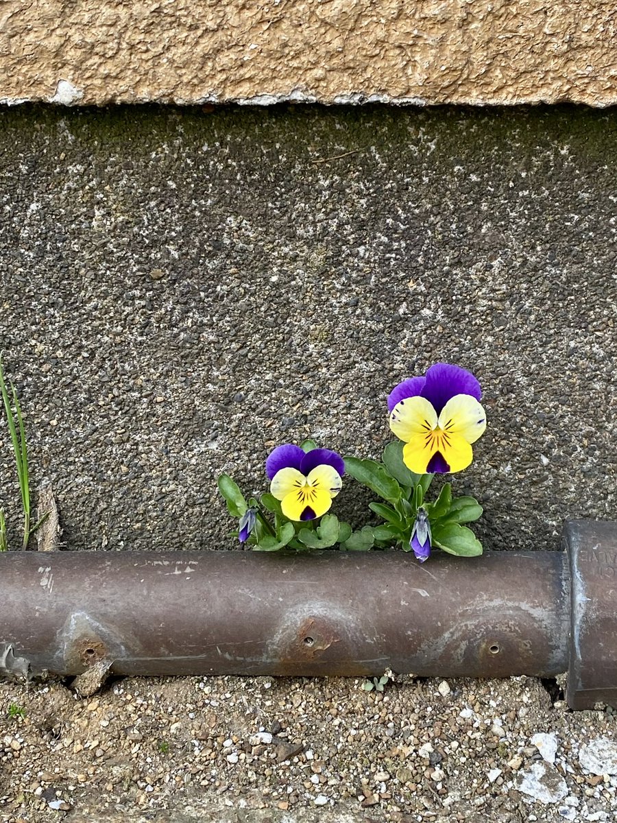 ハゲちゃんぴんフジタ♡ニコカコ( ◠‿◠ ) tweet media