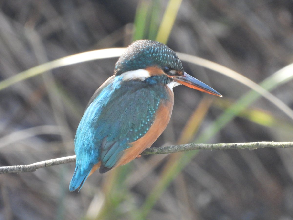 CanalRegent's tweet image. Mrs K.

#nature #wildlife #kingfisher #birdphotography