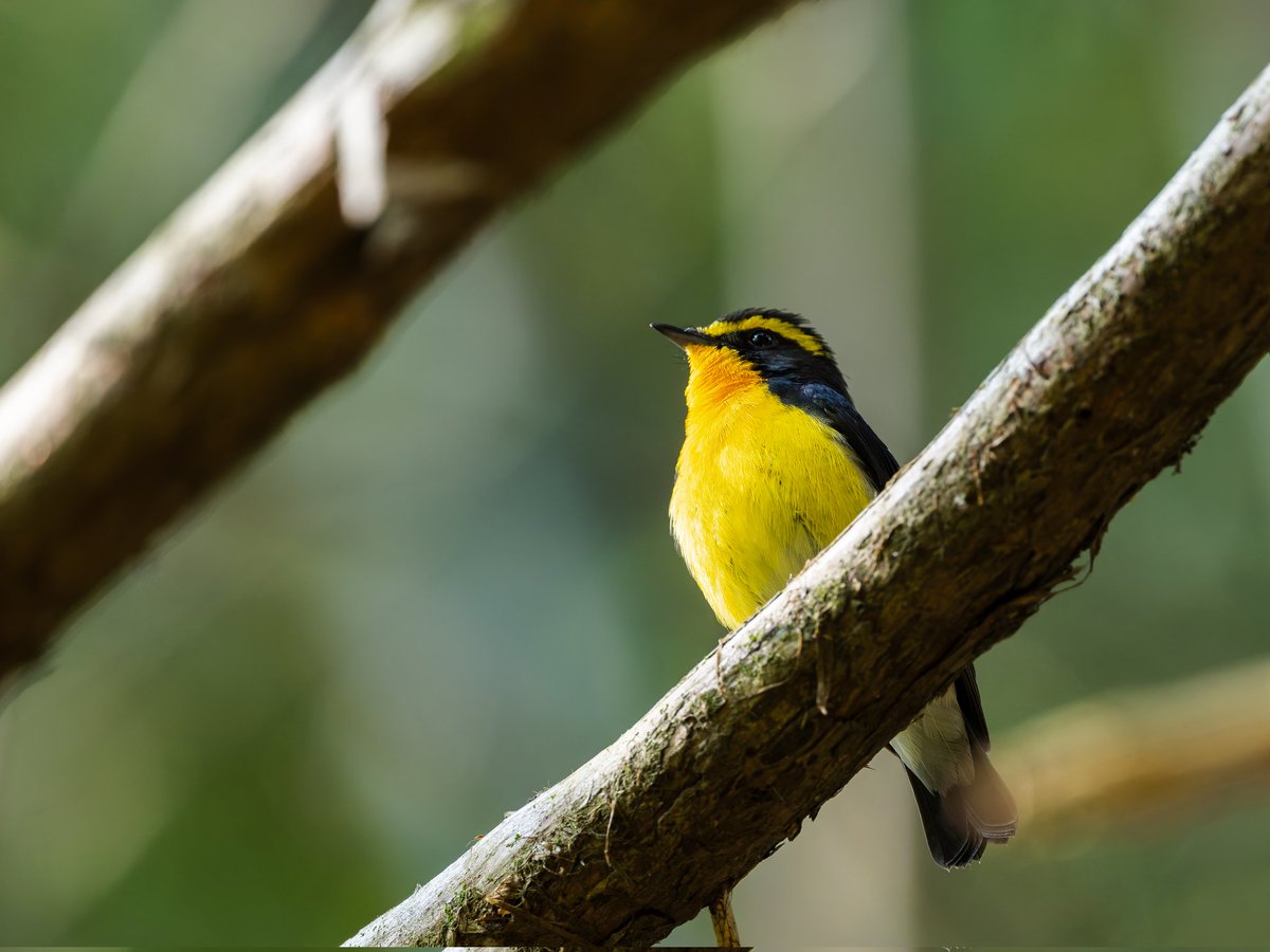 hako_rock2's tweet image. 木の隙間からちょこんとキビタキさんが姿を見せてくれました！

とっても可愛いです✨✨✨

 #キビタキ #野鳥 #Nikon