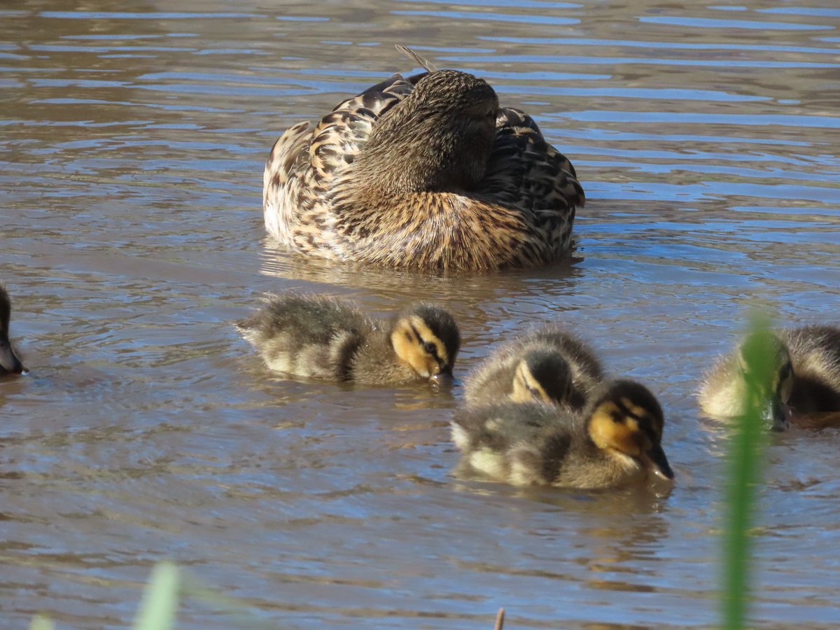 mabohari's tweet image. Mallards ducklings 🥰 
#TwitterNatureCommunity
#NaturePhotography  #JuraMountains #birds