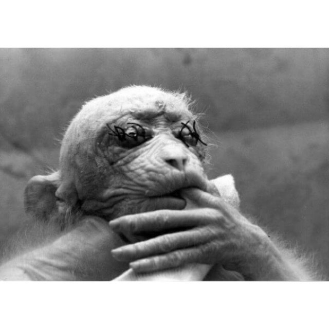 Antifa_Ultras tweet media