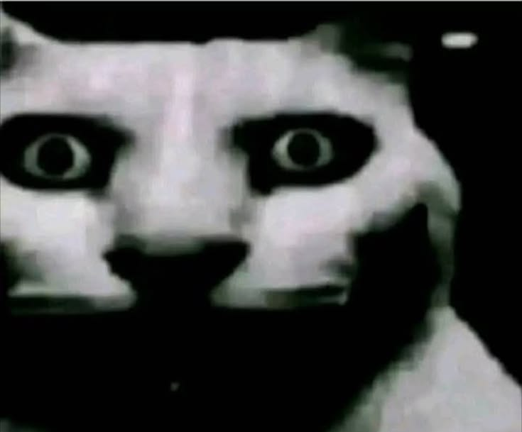 Anita 🍄 Uchū no usagi tweet media