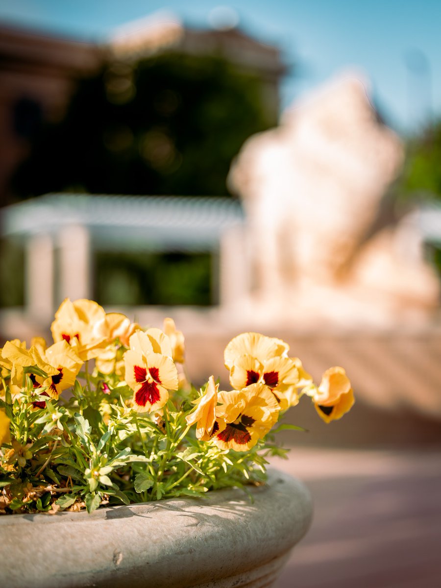 West Texas A&M University tweet media