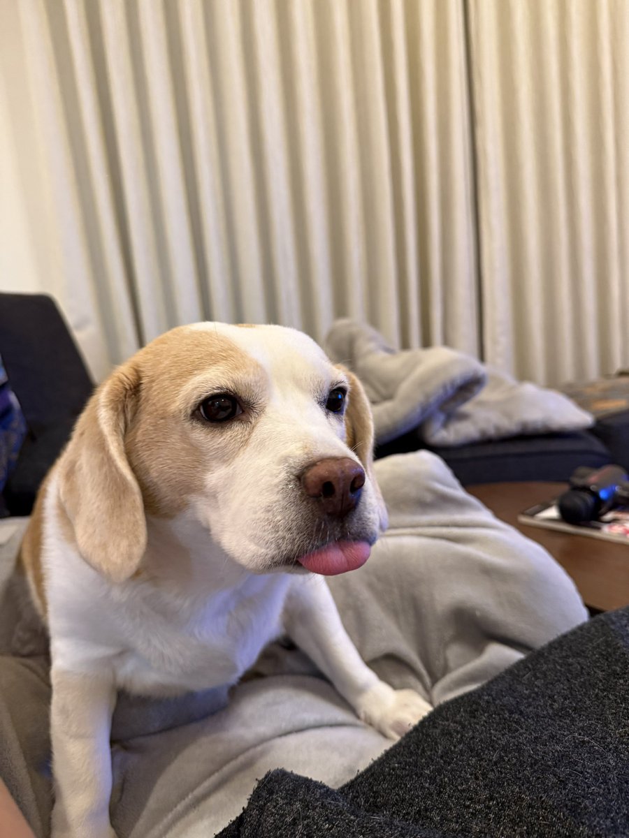 🐶♀リモーネ♀🐶 tweet media