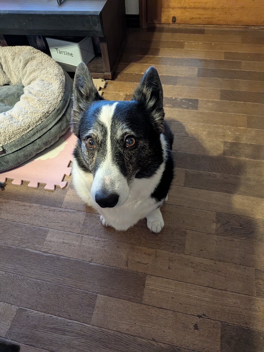 satomi udagawa tweet media