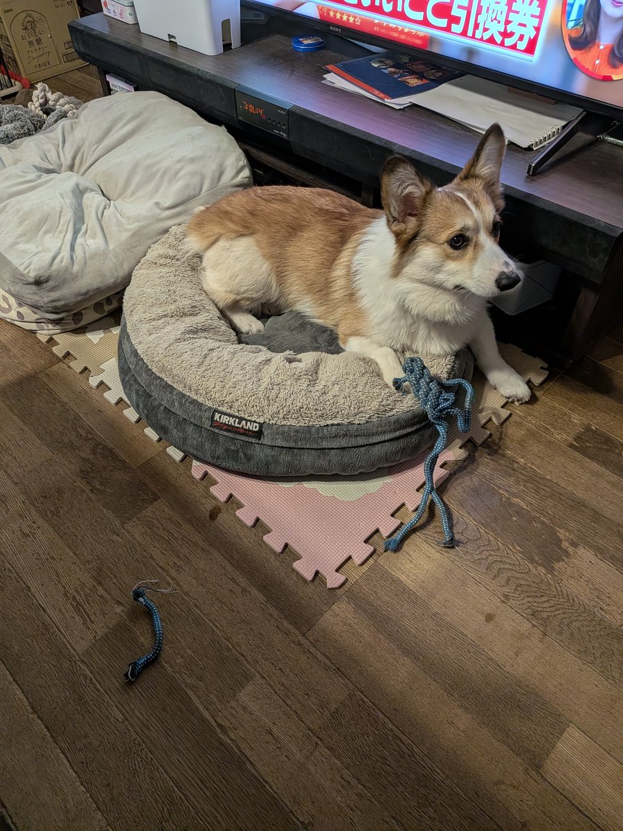 satomi udagawa tweet media