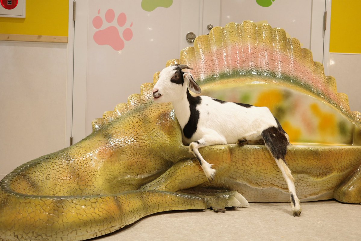 は〜どっこいしょ

#パンダヤギ #アニタッチ #アニタッチ東京ドームシティ