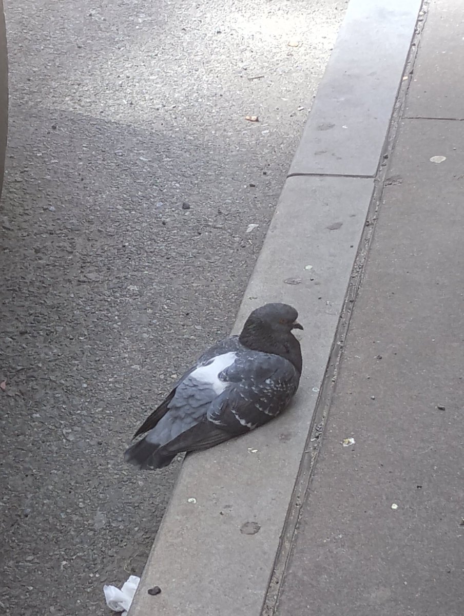 djbonsignore1's tweet image. It s a damnation to run over or kill #birds on (the) streets. #doves 😭