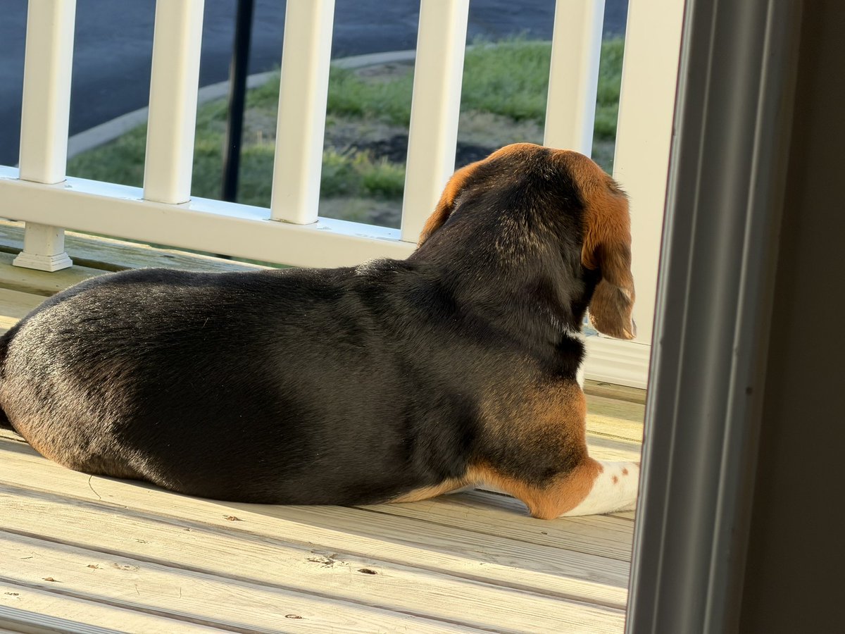 Zuzu’s Wonderful Life tweet media
