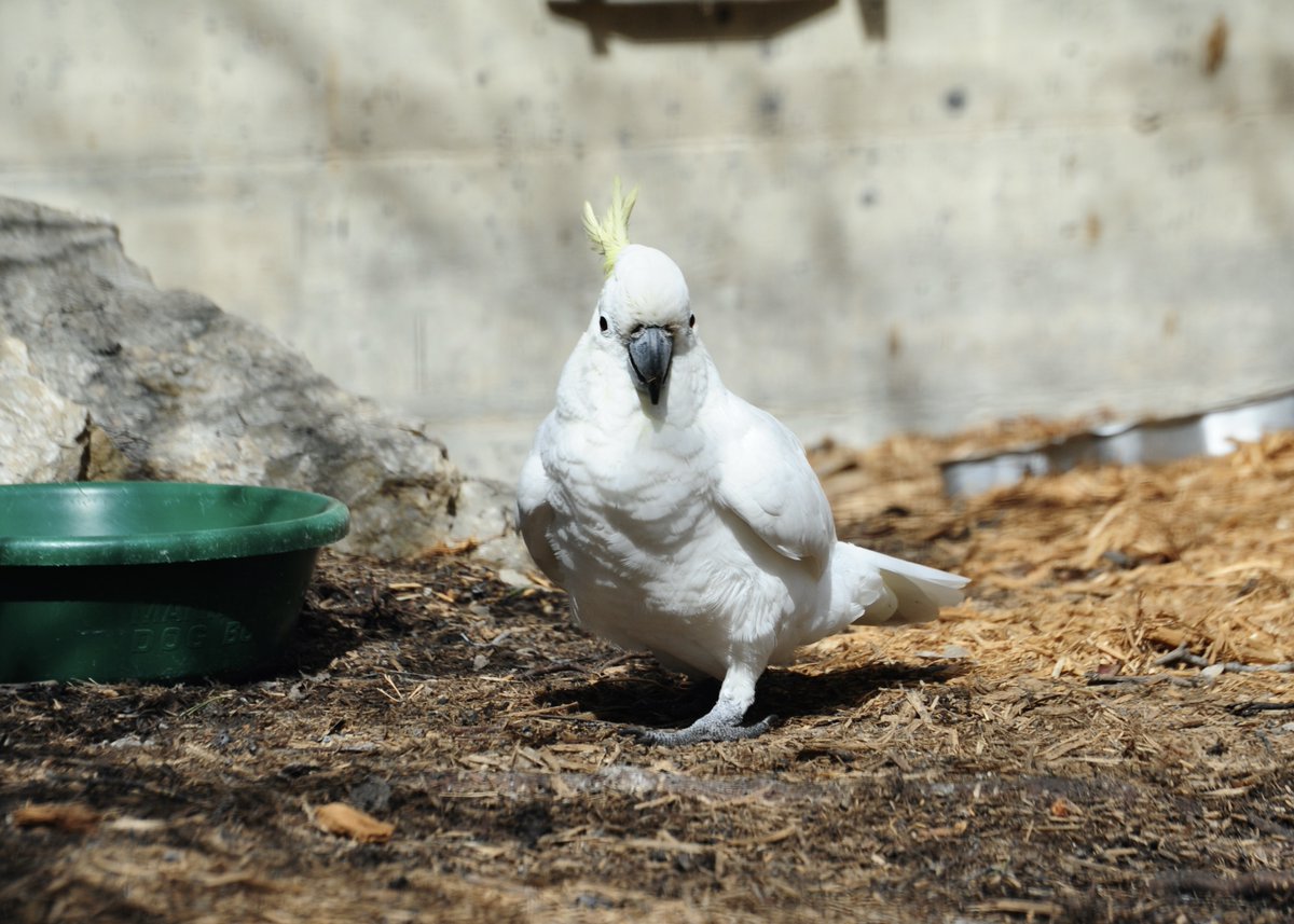 cliche_mist's tweet image. Joey, enjoying her first day outside, after being indoors for the winter, today at @assiniboinezoo #SulphurCrestedCockatoo #Birds #NikonD700 #NikonPhotography 
(after I took the picture, she came up to me and said, "Hello, Joey")
