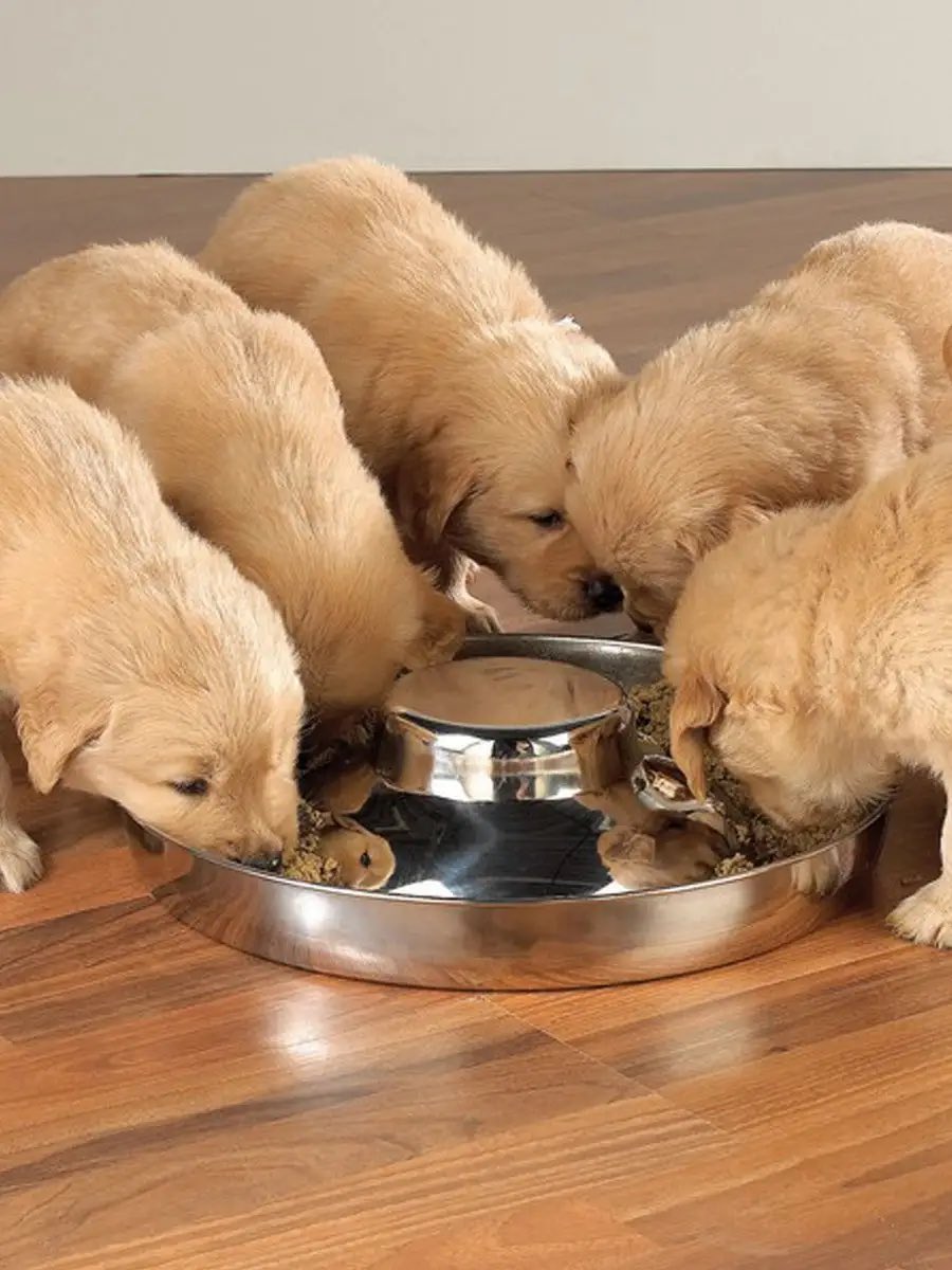 Nikishow tweet media