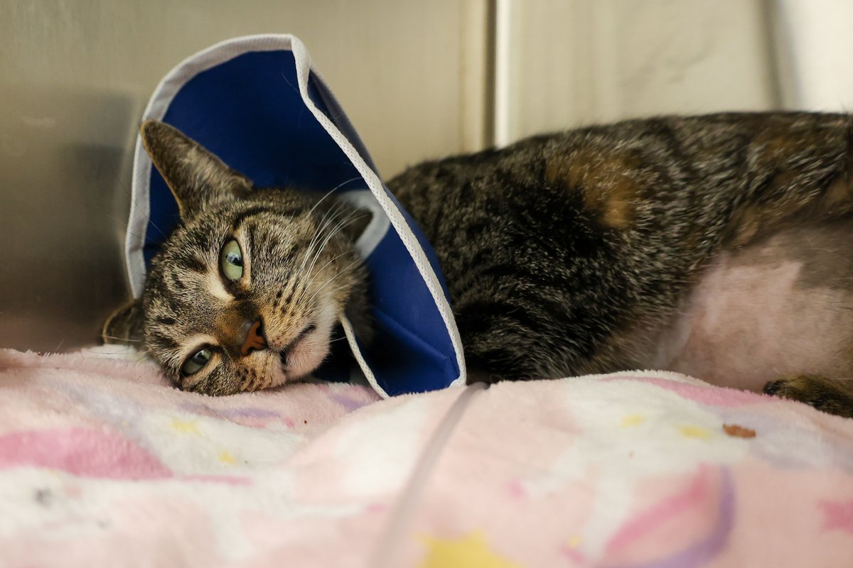 PAWSChicago tweet media