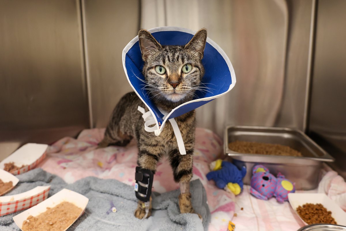 PAWSChicago tweet media
