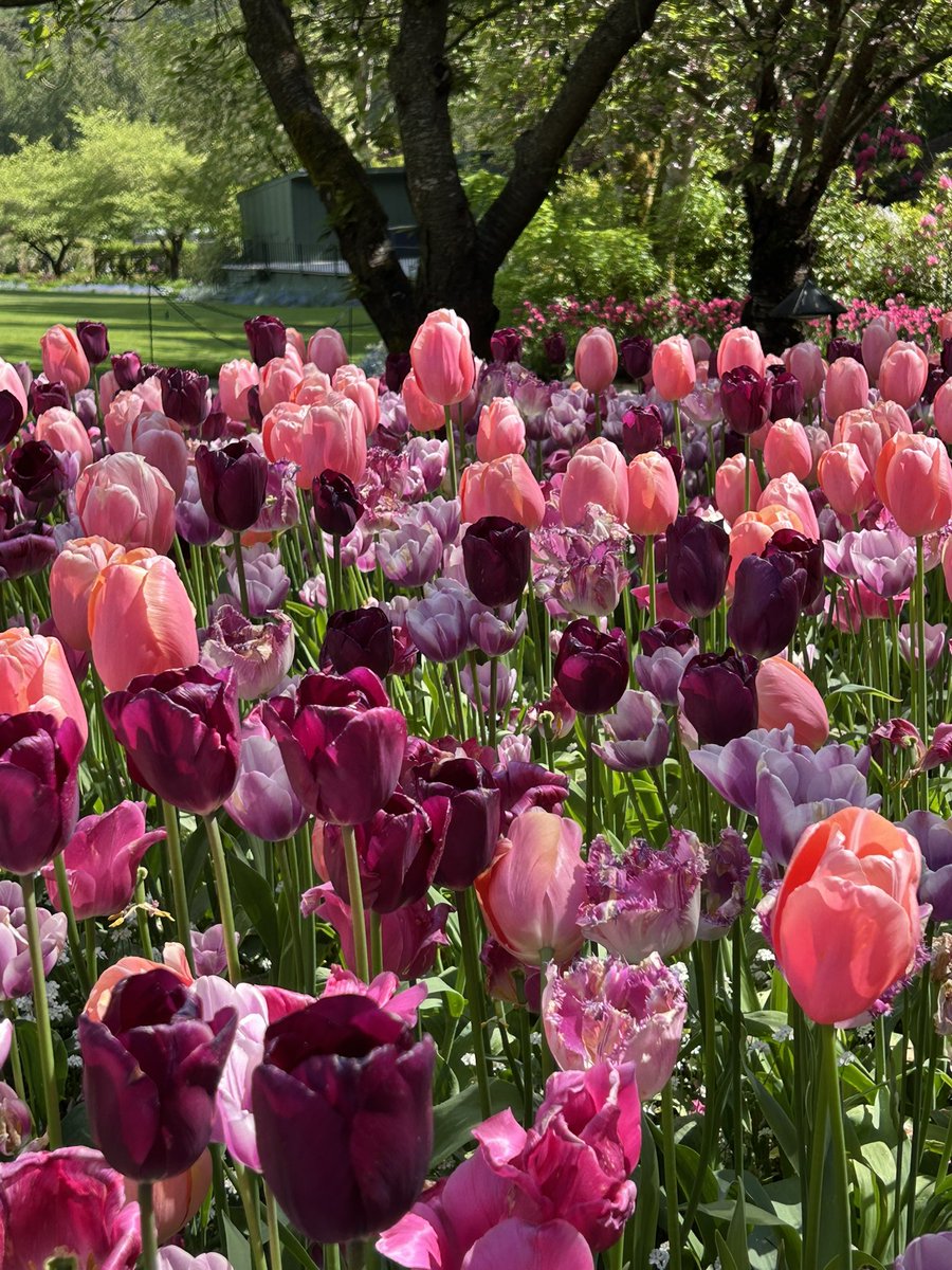 flowers for everyone today 🌸