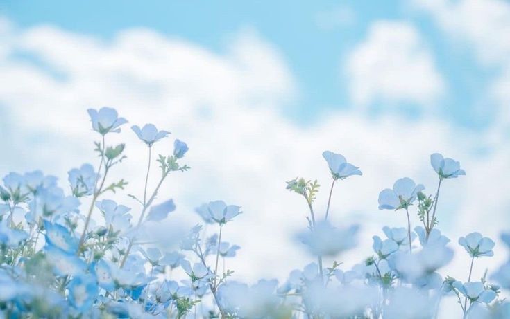 Blooming With You tweet media