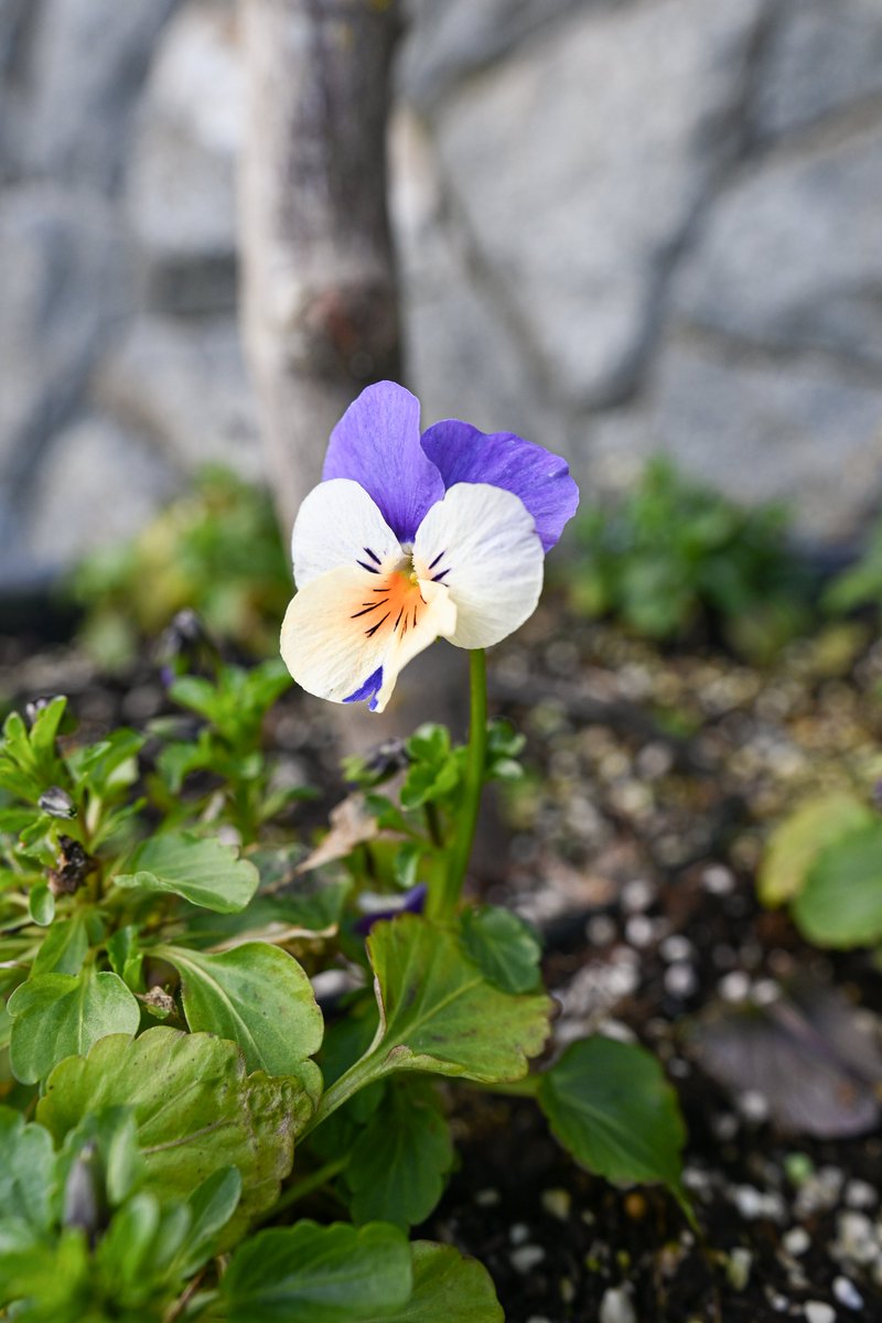 BearMountain's tweet photo. This Earth Day, we take a moment to celebrate the natural beauty that surrounds us at The Westin Bear Mountain.

From the vibrant flowers across our grounds to the herbs, edible blooms, and fresh ingredients we grow and thoughtfully incorporate into our culinary experiences, every detail reflects our connection to the land.

We are proud to care for our environment through meaningful initiatives, including our zero single-use plastic bottle program and ongoing lighting upgrades designed to support more sustainable energy consumption.

This year marks another step forward in our commitment to a more responsible and mindful way of operating, reminding us that the wellbeing of our planet begins with the choices we make each day.

Earth is our shared home, and its care is a responsibility we all hold.

Happy Earth Day. 🌿

#EarthDay #LiveWell