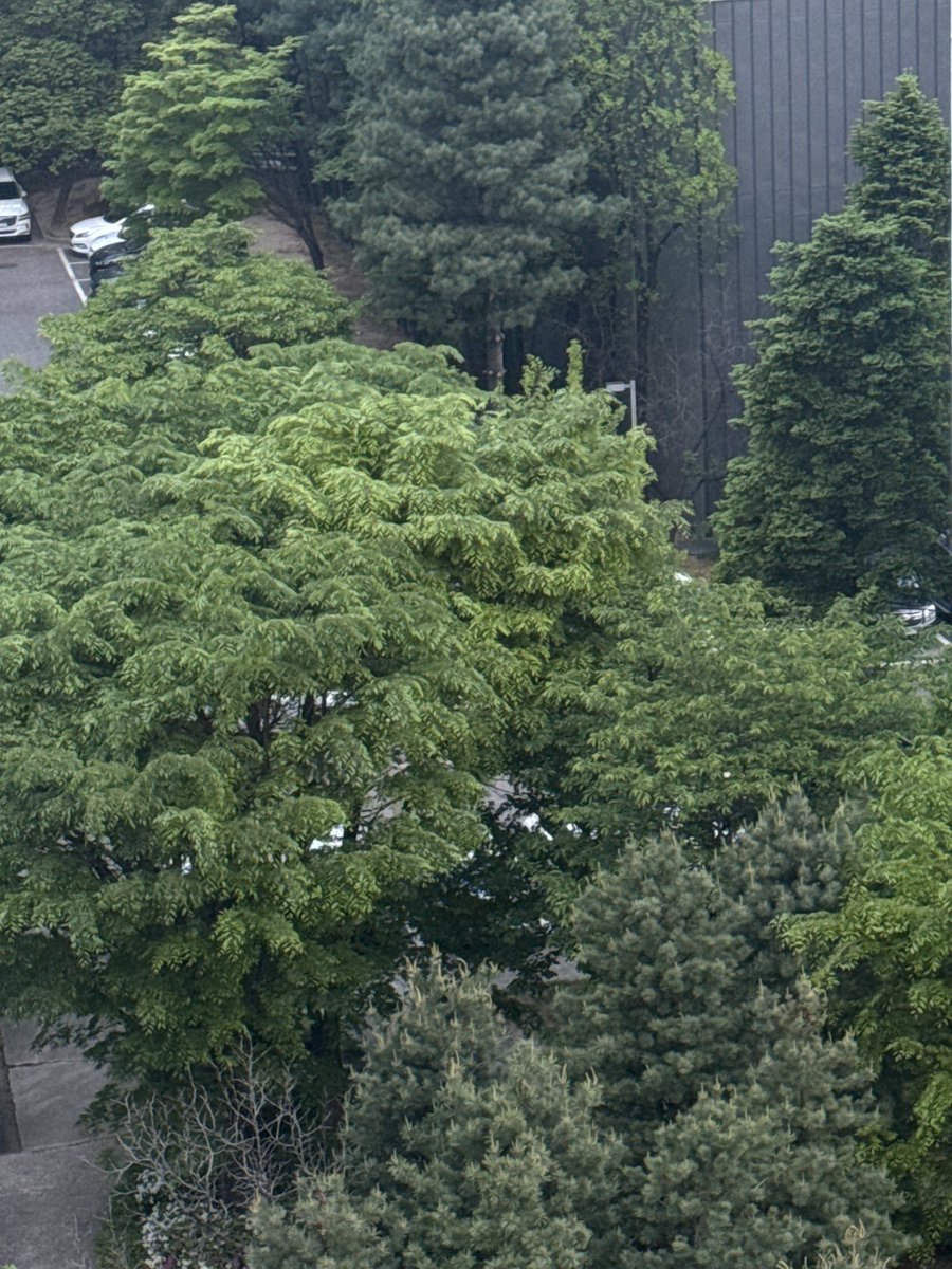 Draw_my_own_day's tweet image. 나무가 좋아💚 정말 많이 죠아!

#나무
#tree