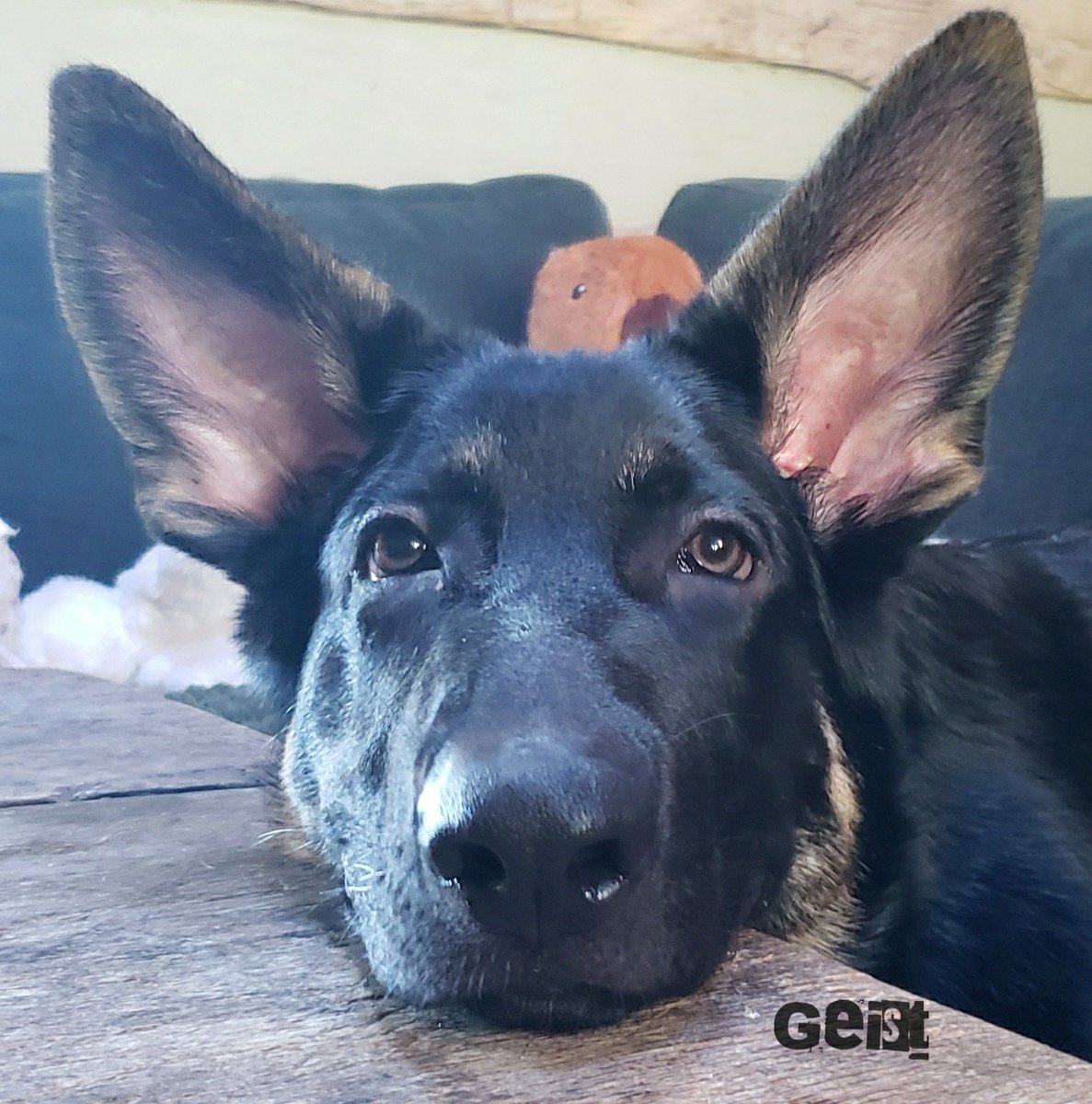 K9Garm tweet media