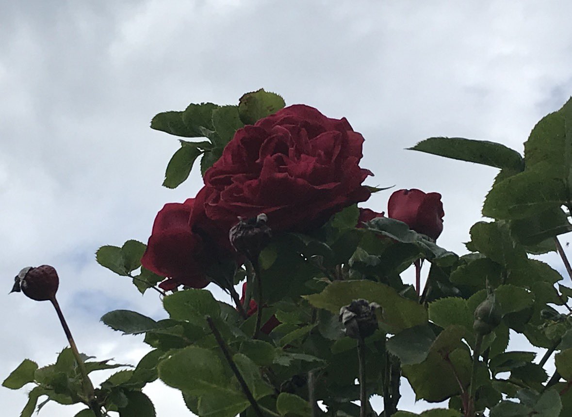 Ewok1973's tweet image. #DailyPictureTheme #Raindrops&amp;amp;Roses

I only have roses under a grey sky!