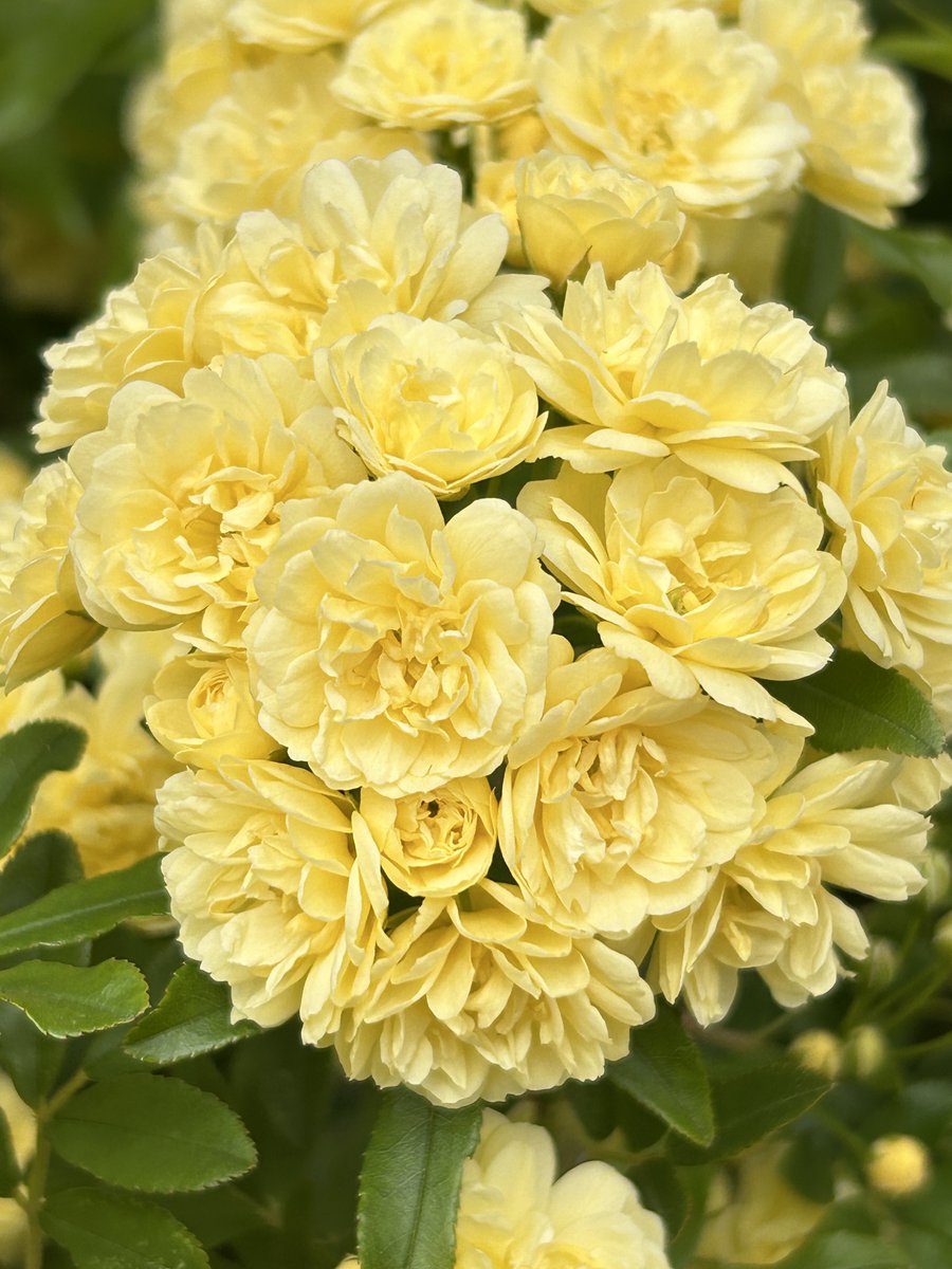 ヨウス tweet media