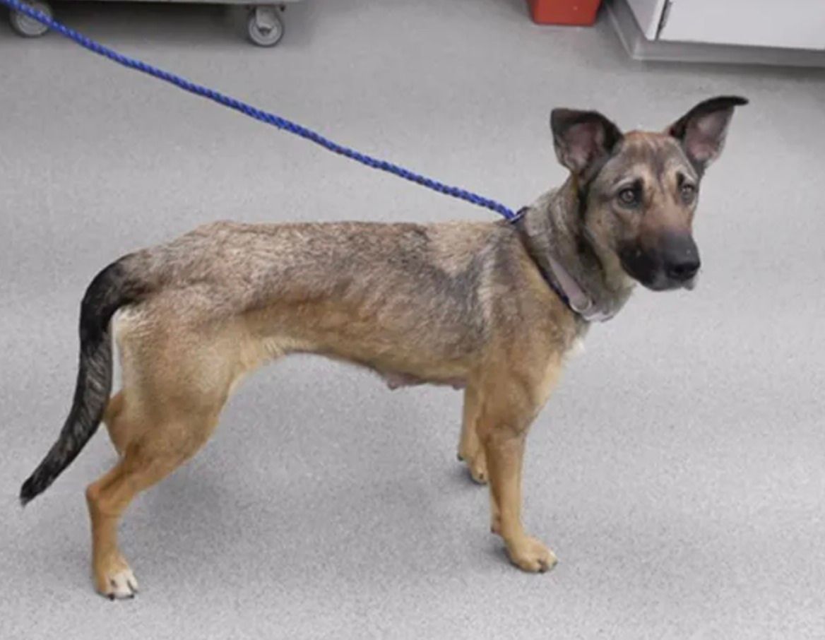 NEHumaneSociety's tweet photo. Mother's Day is coming up, and we want to give a special shoutout to Beatrice.
She and her six puppies came to us after being found in an abandoned house.
We have her in the quietest kennel we can, but, as you can imagine, she's still pretty on edge. https://t.co/4AeoedRUs6