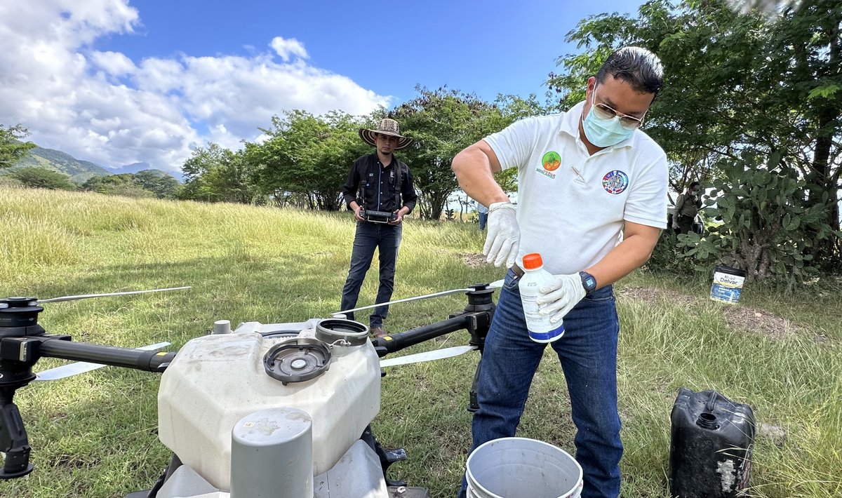 OIRSAoficial's tweet photo. 👉 El taller responde a la emergencia fitosanitaria declarada por SAG-SENASA a mediados de 2025, cuando en los municipios de Olanchito y Arenal, en el departamento de Yoro, se enfrentó un brote de langosta voladora. Desde entonces, el OIRSA brindó asistencia técnica, contribuyendo a reducir el riesgo de afectación a los cultivos 🌽 y garantizar la seguridad alimentaria en las zonas vulnerables.

👉 La langosta voladora es una de las plagas históricamente más devastadoras en la región. Una sola manga puede consumir hasta 30 toneladas de materia vegetal 🍃 por día, afectando gravemente cultivos agrícolas 🫘  y poniendo en riesgo la seguridad alimentaria. Su comportamiento migratorio y transfronterizo, que se activa en condiciones de alta temperatura, humedad adecuada del suelo y vientos favorables, exige respuestas inmediatas y coordinadas entre países.