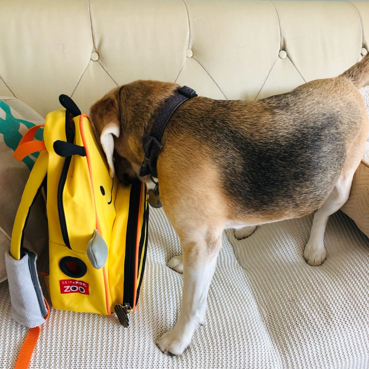 Beagle Facts tweet media