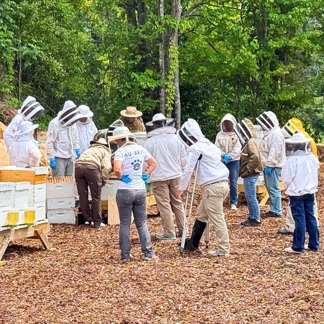 FoxhoundBeeCo's tweet image. Last weekend's Birmingham leg of the queen rearing workshop by the Alabama Cooperative Extension System. Held at Foxhound Bee Co classroom and apiary. Great group!

Catch the next one on May 2 in Huntsville: bit.ly/4u0TkD0

#foxhoundbeeco #beekeeping #bees #queenrearing
