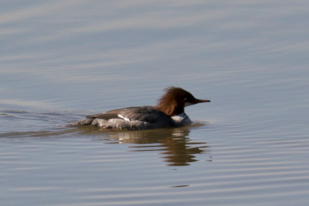 ArthurSimpkins's tweet image. Common Mergansers
Fraser River, B.C.🇨🇦

📷Arthur Simpkins
arthursimpkins.com/blog/common-me…

#wildlife #photography #birds #ducks #mergansers #fraserriver #bc