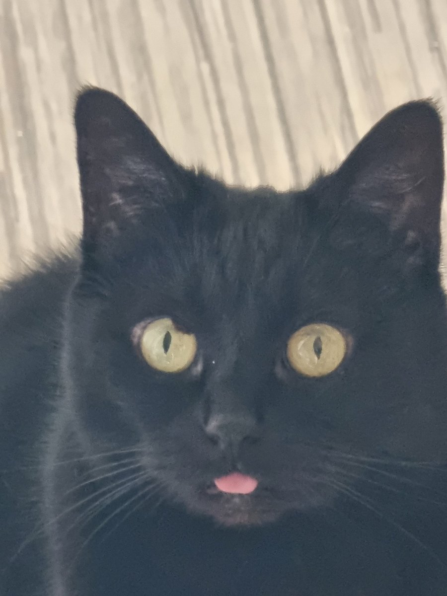 Zombierayne🧟🌧️ tweet media