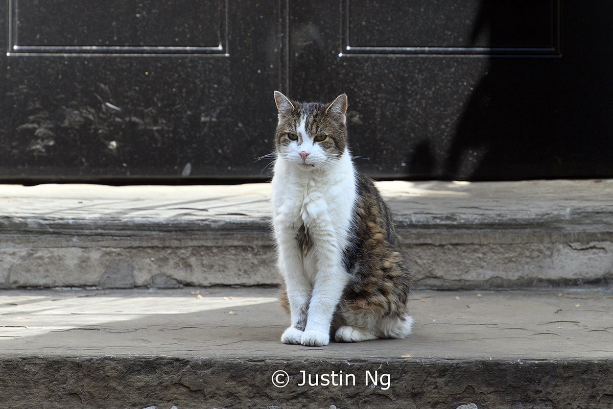 Justin Ng tweet media