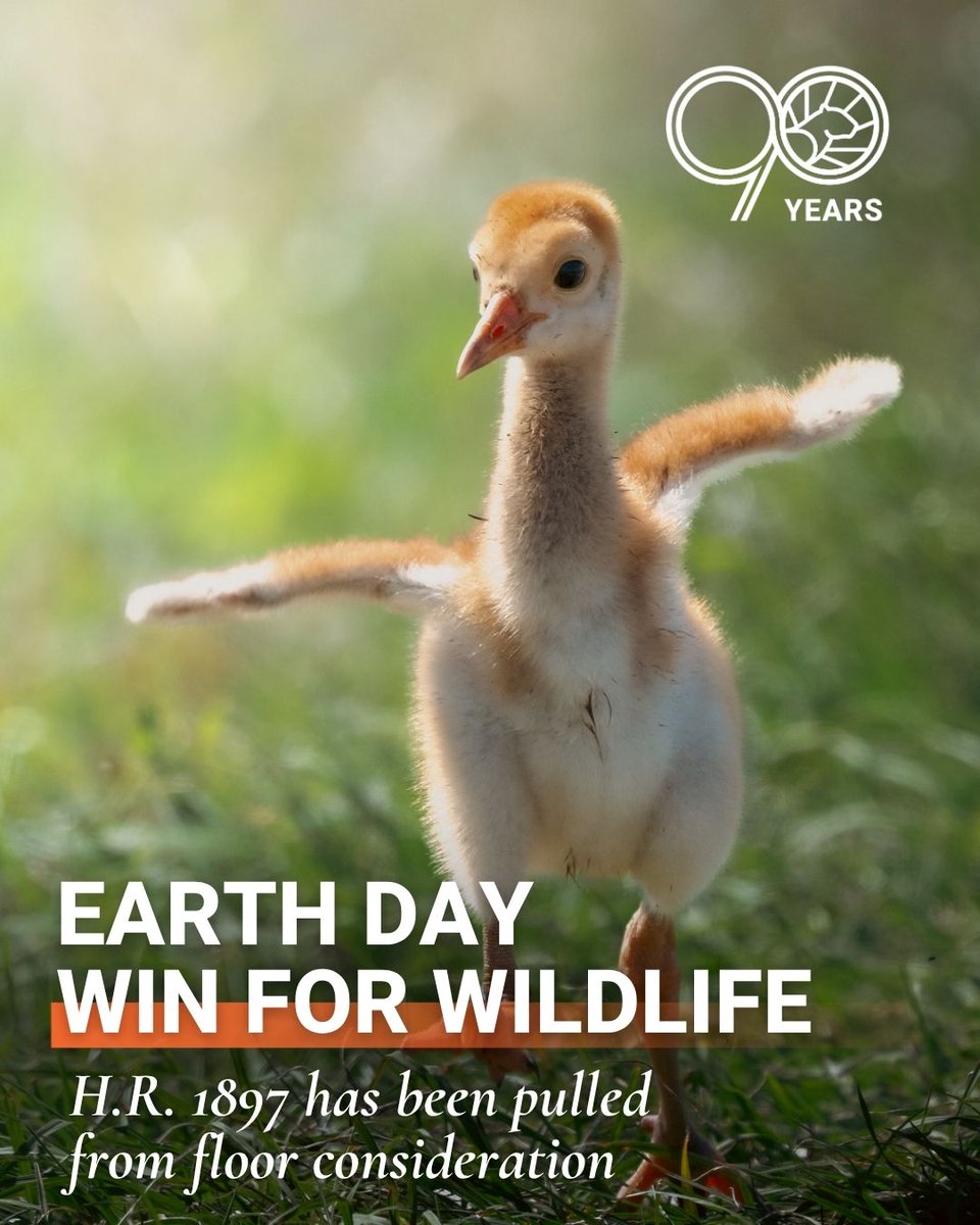 FlWildFed's tweet image. 🌎 An Earth Day win for wildlife! 🐾

Because of your voices, H.R. 1897, a bill that would have weakened the Endangered Species Act and put Florida’s wetlands at risk, has been pulled from floor consideration.

Photo by Marcos Rodriguez

#EarthDay #KeepFLWild #FWF