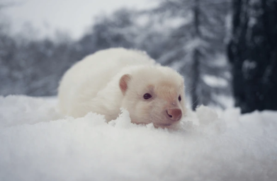 SilverIceSkunk's tweet image. (112/230) 🦨 🥶
If you wonder this is me IRL
#skunk #skunks #skunkfurry #skunkart #furry #art #furryart