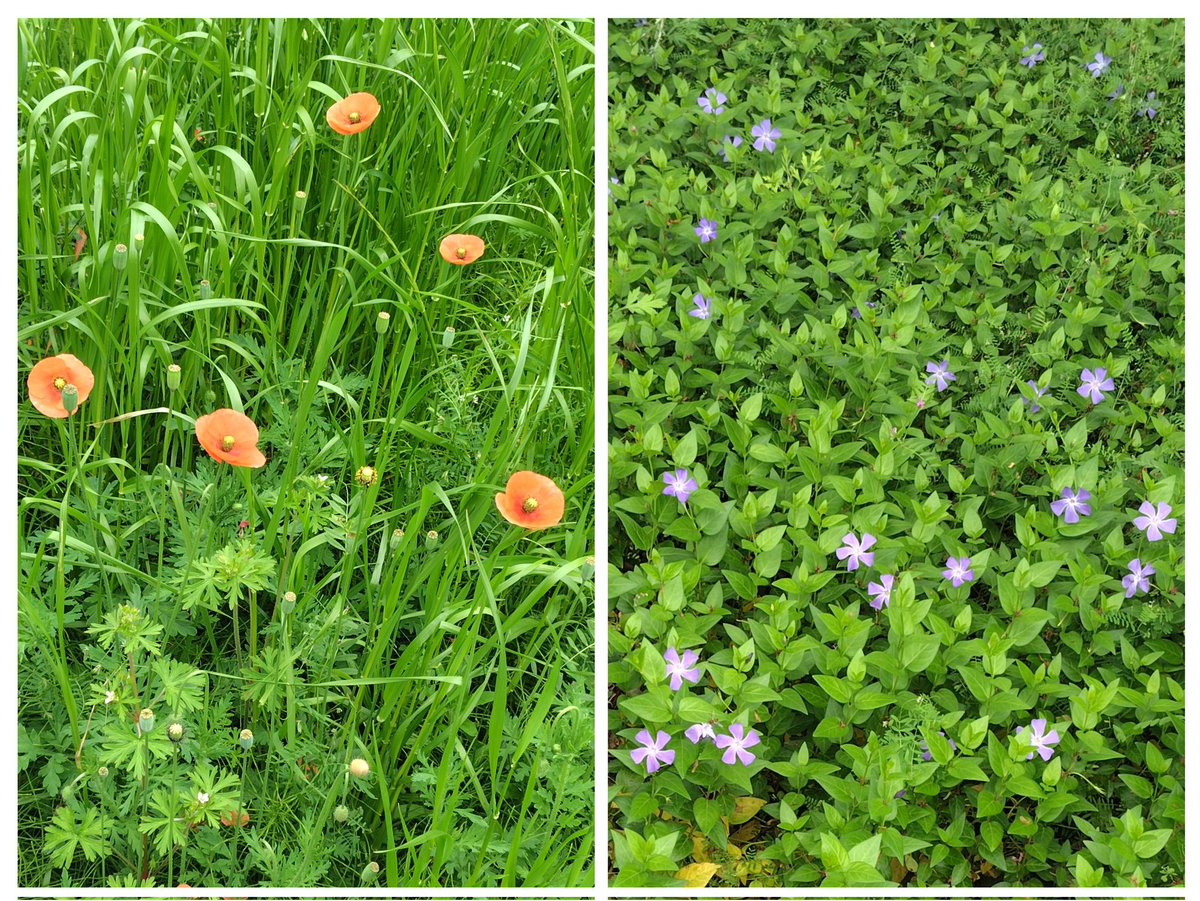 マウ厶 tweet media