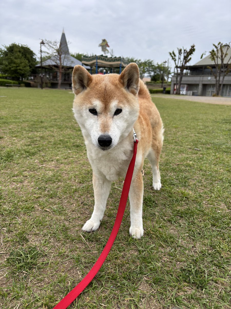 柴犬こはる tweet media