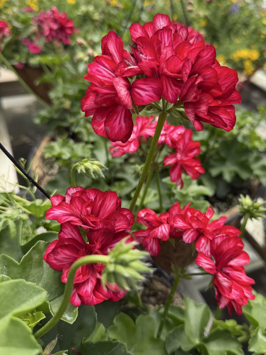 Coffey's Brewing tweet media