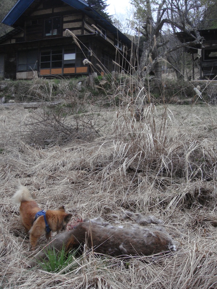 いいねしにくいシリーズ。
20年前は鹿一頭獲るのにずいぶん苦労していたけど、廃山村で犬と暮らすようになったら、向こうから勝手に来てくれるようになりました。肉はおいしくないです（食べるけど）。ぶん