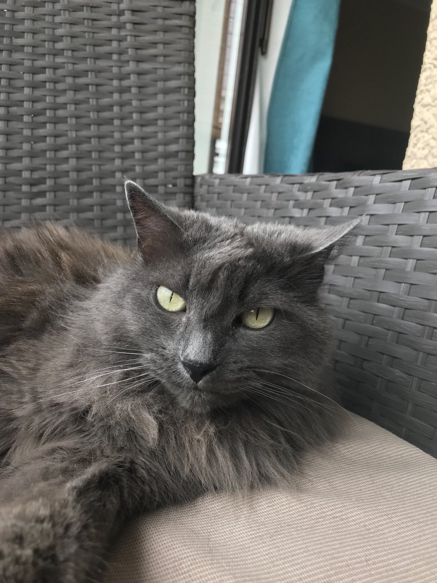 Tupacio's tweet photo. I’m intrigued #michi #cat #catsoftwitter  🤍 https://t.co/o1OumaCPpf