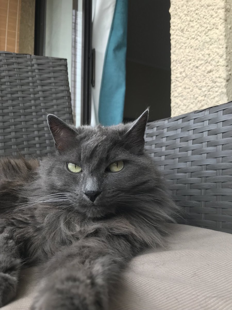 Tupacio's tweet photo. I’m intrigued #michi #cat #catsoftwitter  🤍 https://t.co/o1OumaCPpf