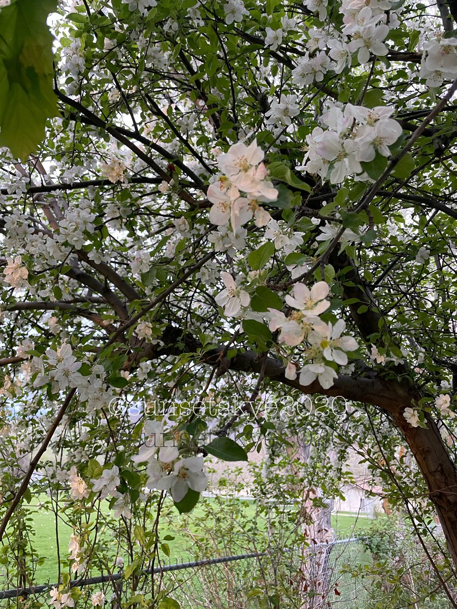 Sunset Skye 🌅 tweet media