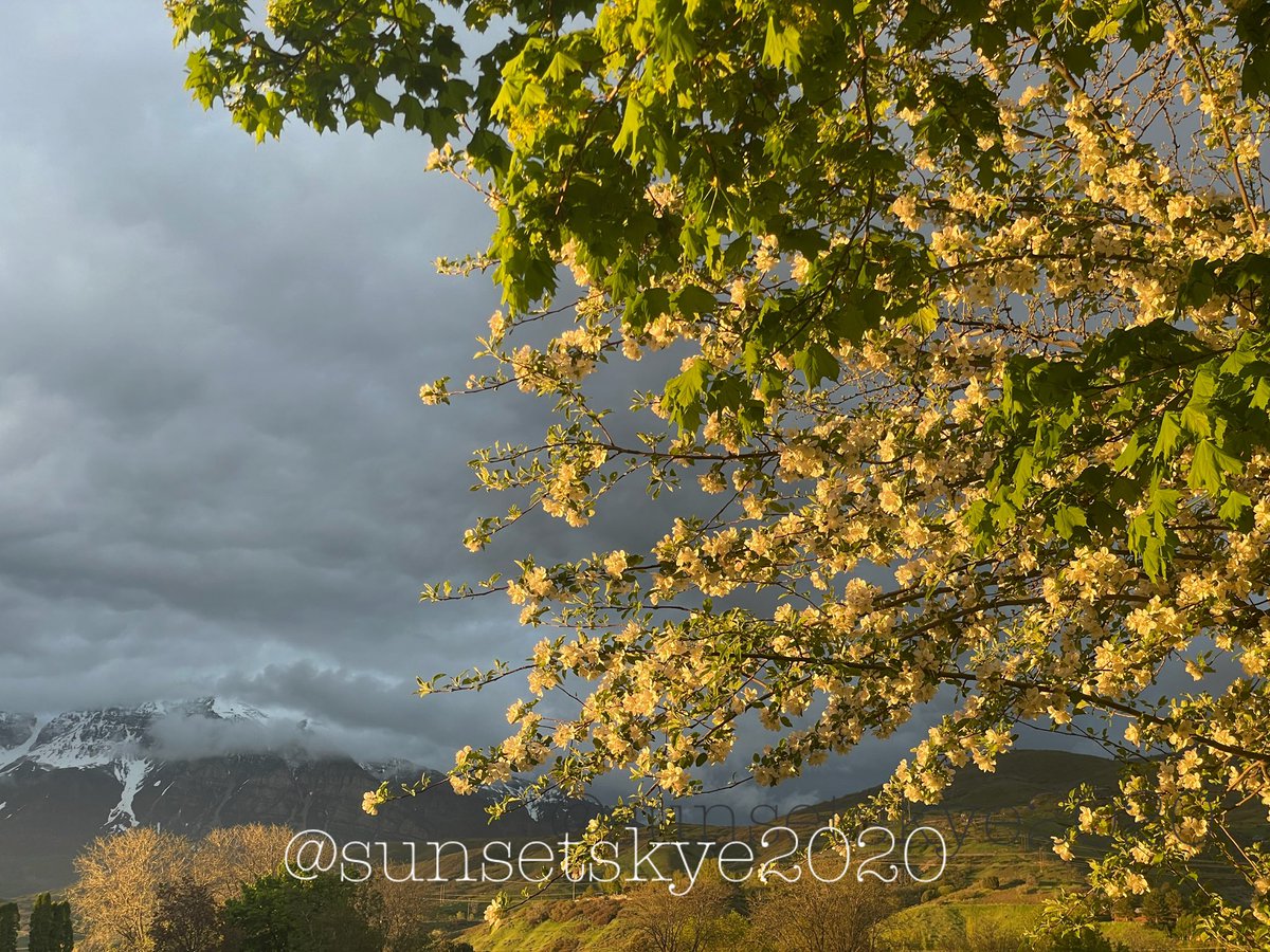 Sunset Skye 🌅 tweet media