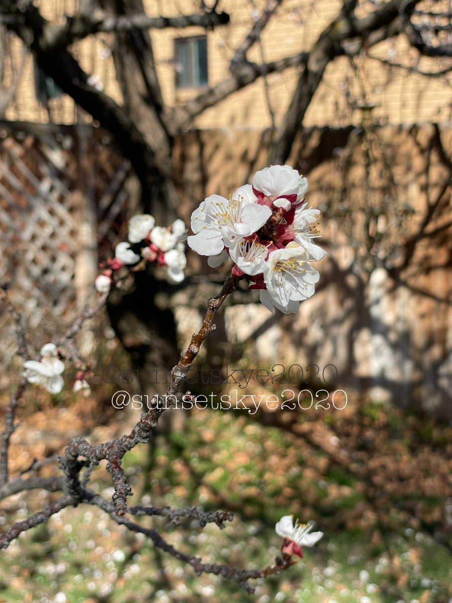 Sunset Skye 🌅 tweet media