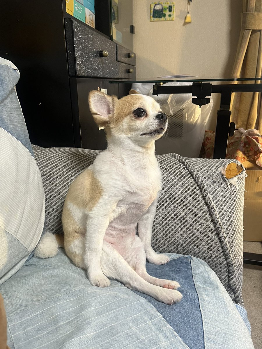 最近作ったバッグと変な犬