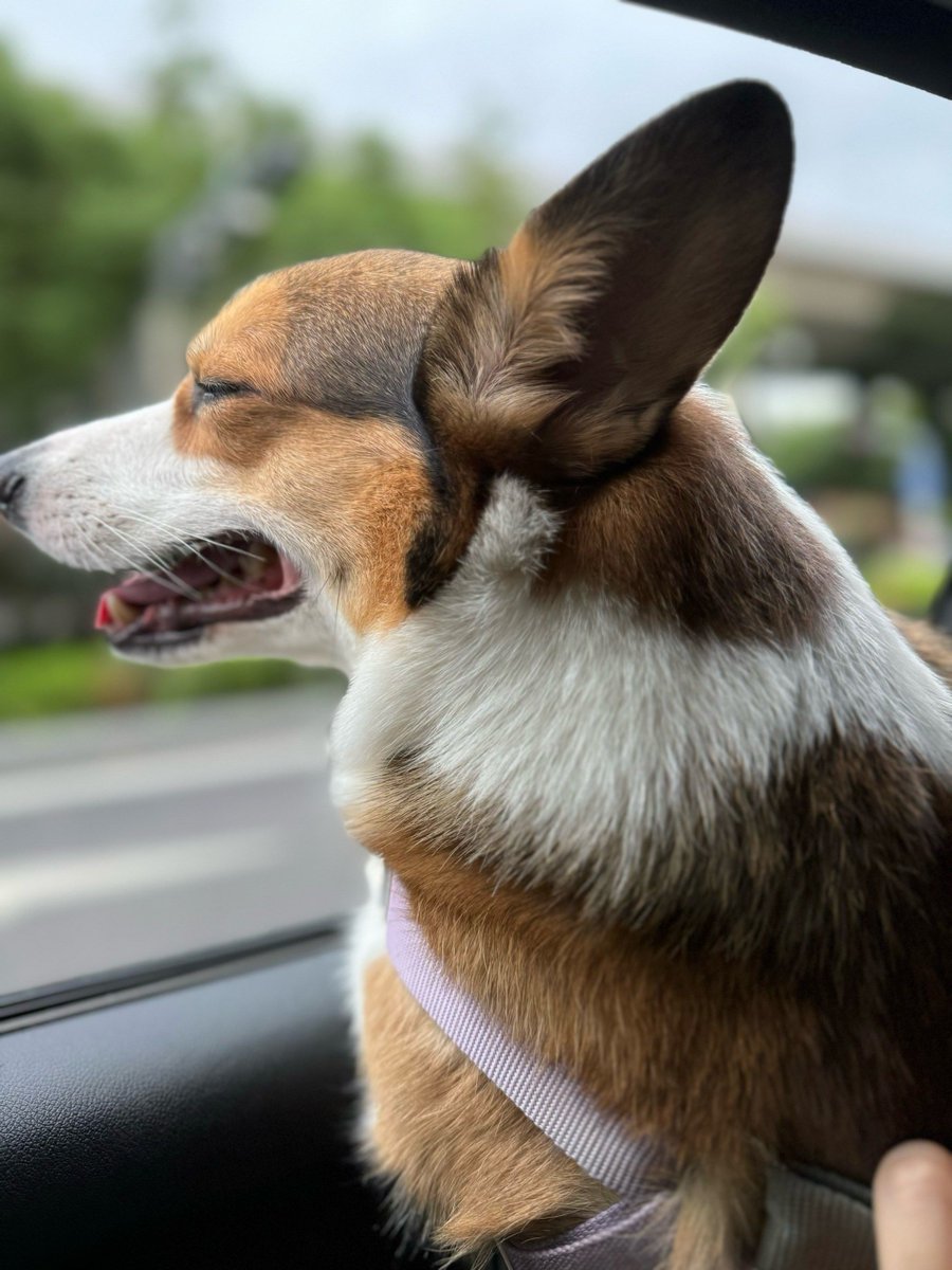 TOPDEMIR Murat tweet media